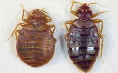 Bed Bugs: What To Do