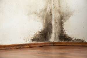 Is Your Mold Removal Job Being Done Right?