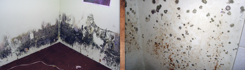 spring mold removal
