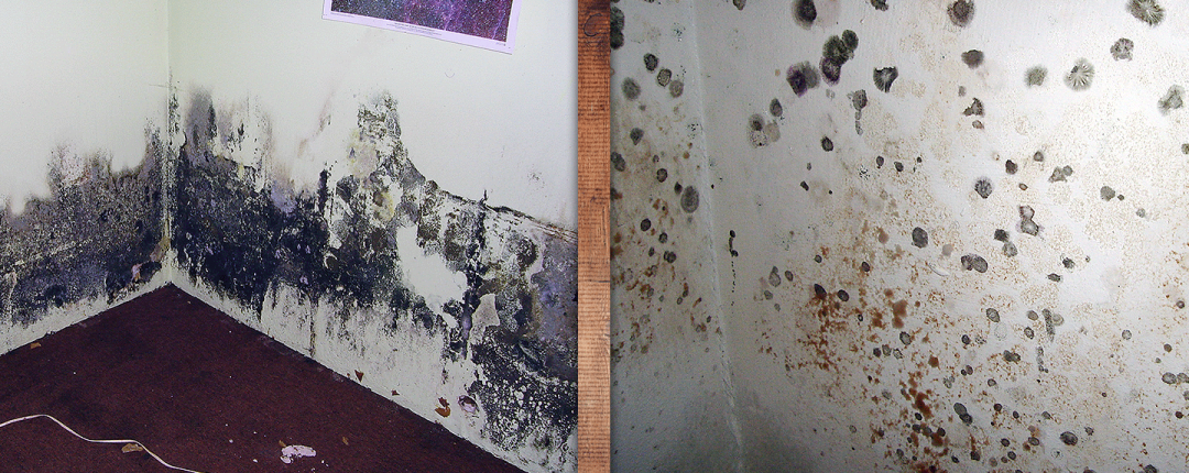 spring mold removal
